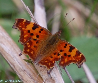 Polygonia c-album